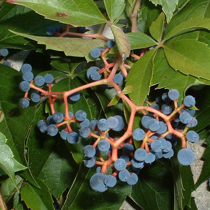 Semi di Virginia Creeper