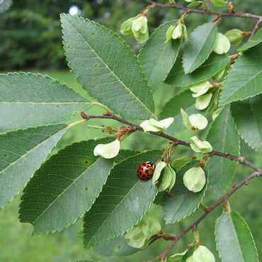 Ulmus Parvifolia Fruchtsamen