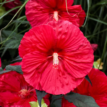 Red Dinner Plate Hibiscus Flower Seeds