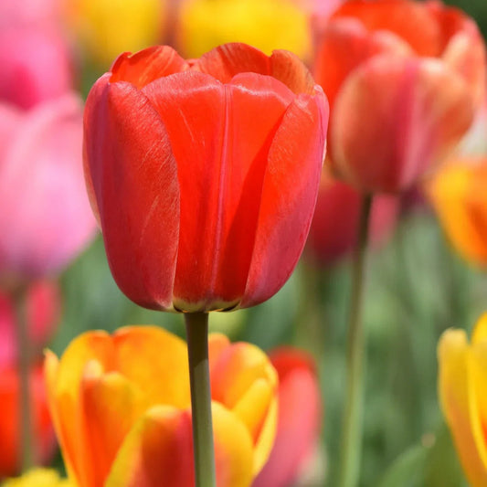 Tulip Flower seeds for Planting Vibrant Colors Heirloom & GMO Free Seeds for Home Garden 
 
 Sale seeds for home garden planting