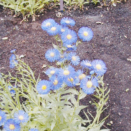 Blue Erigeron Perennial Flower seeds for Planting Seasonal Bloomer Heirloom & GMO Free Seeds for Home Garden 
 
 Sale seeds for home garden planting