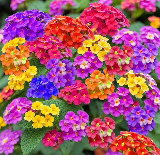 Mixed Color Lantana Flower seeds for Planting Cottage Garden Essential Heirloom & GMO Free Seeds for Home Garden 
 
 Sale seeds for home garden planting