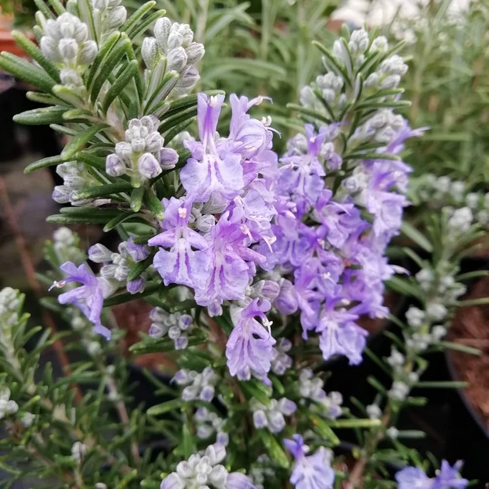 Violet Rosemary Flower seeds for Planting Shade Tolerant Heirloom & GMO Free Seeds for Home Garden
 
 Sale seeds for home garden planting