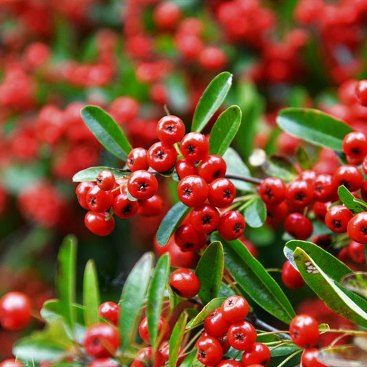 Red Firethorn Flower seeds for Planting Colorful Display Heirloom & GMO Free Seeds for Home Garden 
 
 Sale seeds for home garden planting