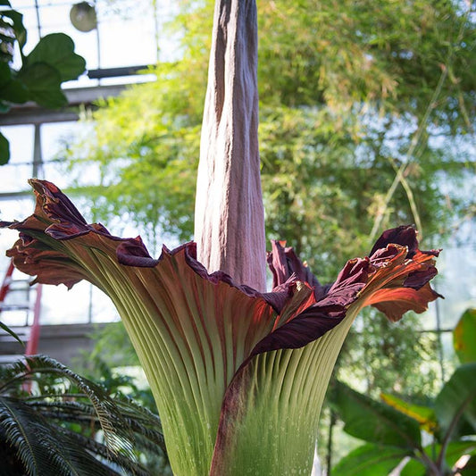 Amorphophallus Flower seeds for Planting Drought Tolerant Heirloom & GMO Free Seeds for Home Garden 
 
 Sale seeds for home garden planting