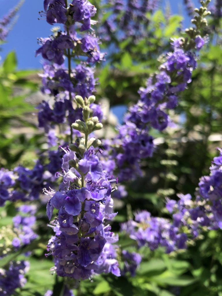 Purple Angus Castus Flower seeds for Planting - Seasonal Bloomer, Heirloom & GMO Free Seeds for Home Garden
 
 Sale seeds for planting in home garden