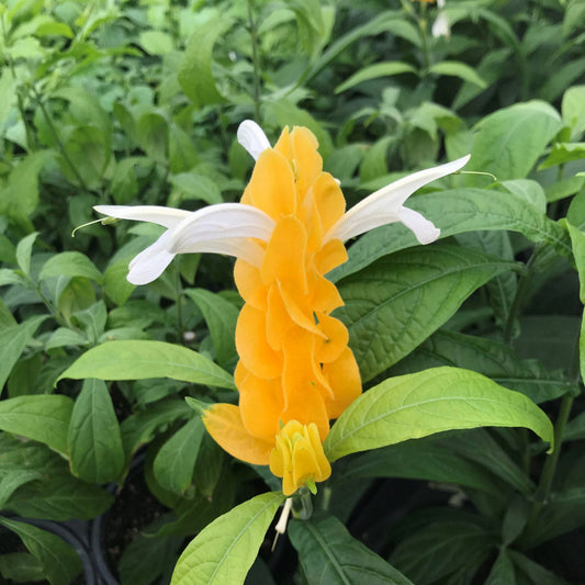 White Yellow Pachystachys Flower seeds for Planting Fragrant Blossoms Heirloom & GMO Free Seeds for Home Garden 
 
 Sale seeds for home garden planting