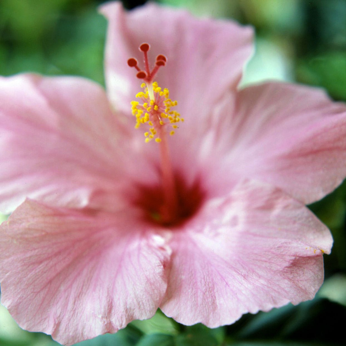 Pale Pink Hibiscus Flower seeds for Planting Pollinator Friendly Heirloom & GMO Free Seeds for Home Garden 
 
 Sale seeds for home garden planting