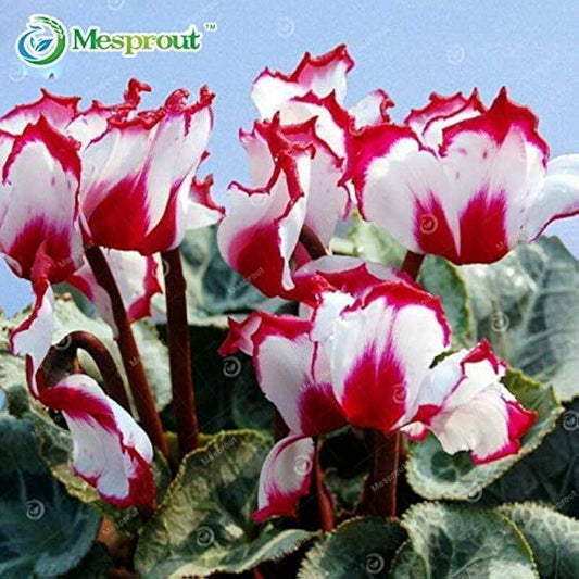 Red White Cyclamen Flower seeds for Planting - Seasonal Bloomer, Heirloom & GMO Free Seeds for Home Garden
 
 Sale seeds for planting in home garden