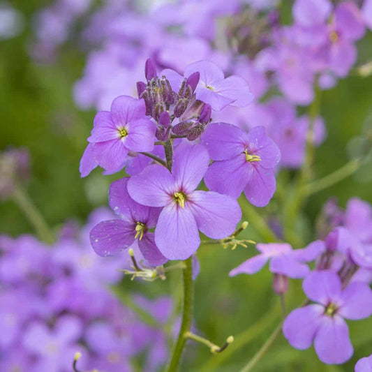 Violet Dame's Rocket Flower seeds for Planting Fragrant Blossoms Heirloom & GMO Free Seeds for Home Garden
 
 Sale seeds for home garden planting