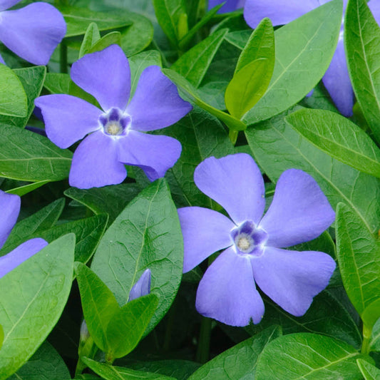 Blue Vinca Flower seeds for Planting Perfect for Borders Heirloom & GMO Free Seeds for Home Garden 
 
 Sale seeds for home garden planting