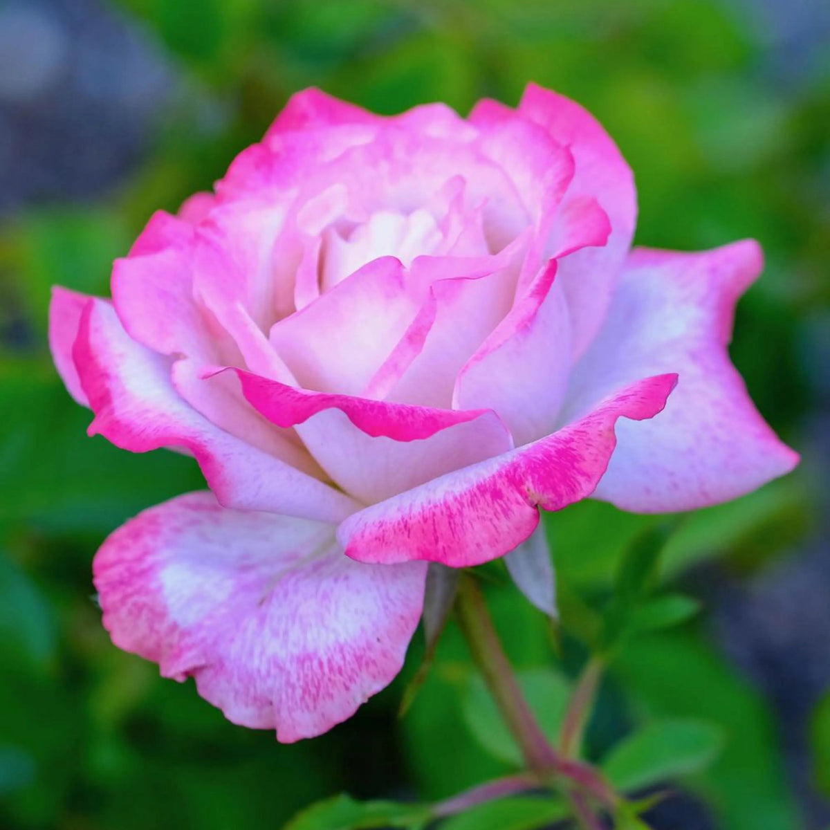 Pink White Rose Flower seeds for Planting Pollinator Friendly Heirloom & GMO Free Seeds for Home Garden
 
 Sale seeds for home garden planting
