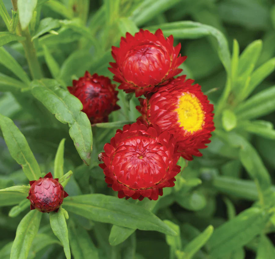 Red StrawFlower seeds for Planting Colorful Display Heirloom & GMO Free Seeds for Home Garden 
 
 Sale seeds for home garden planting
