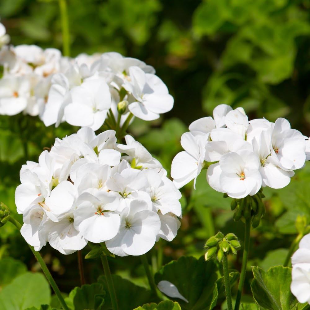 White Geranium Pelargonium Flower seeds for Planting Pollinator Friendly Heirloom & GMO Free Seeds for Home Garden 
 
 Sale seeds for home garden planting