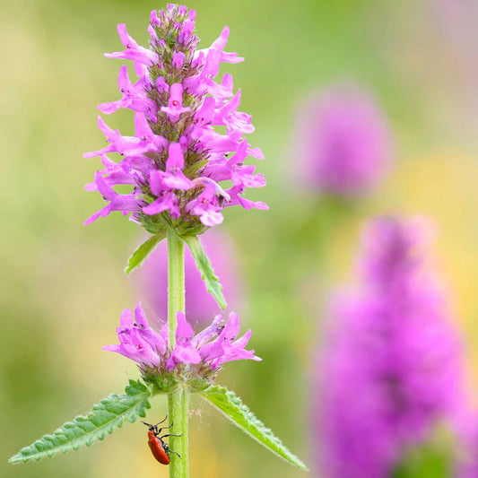 Stachys Flower seeds for Planting Colorful Display Heirloom & GMO Free Seeds for Home Garden 
 
 Sale seeds for home garden planting