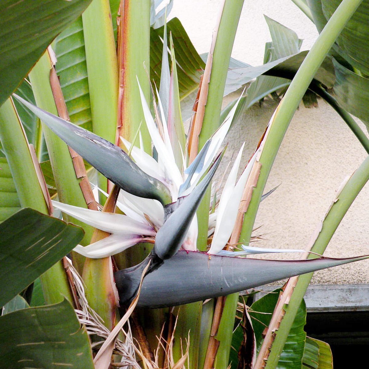 White Bird of Paradise Flower seeds for Planting Sun Loving Heirloom & GMO Free Seeds for Home Garden 
 
 Sale seeds for home garden planting