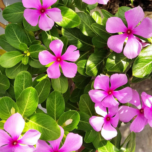Pink Periwinkle Flower seeds for Planting Premium Quality Heirloom & GMO Free Seeds for Home Garden 
 
 Sale seeds for home garden planting
