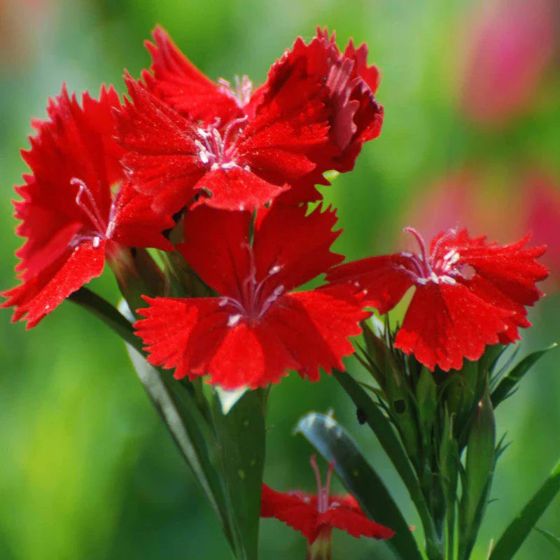 Red Dianthus Flower seeds for Planting Garden Favorite Heirloom & GMO Free Seeds for Home Garden 
 
 Sale seeds for home garden planting