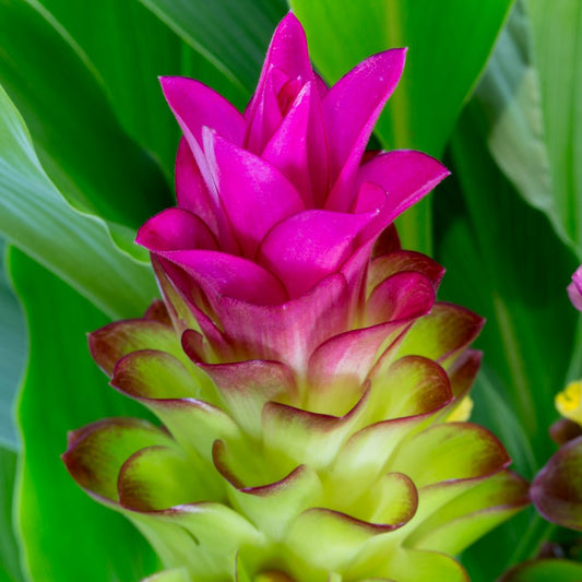 Curcumae Flower seeds for Planting Wildflower Mix Heirloom & GMO Free Seeds for Home Garden
 
 Sale seeds for home garden planting