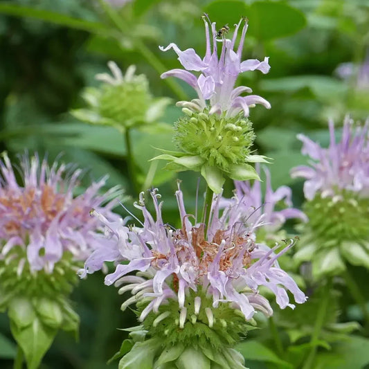 Monarda Fistulosa Flower seeds for Planting Easy to Grow Heirloom & GMO Free Seeds for Home Garden 
 
 Sale seeds for home garden planting