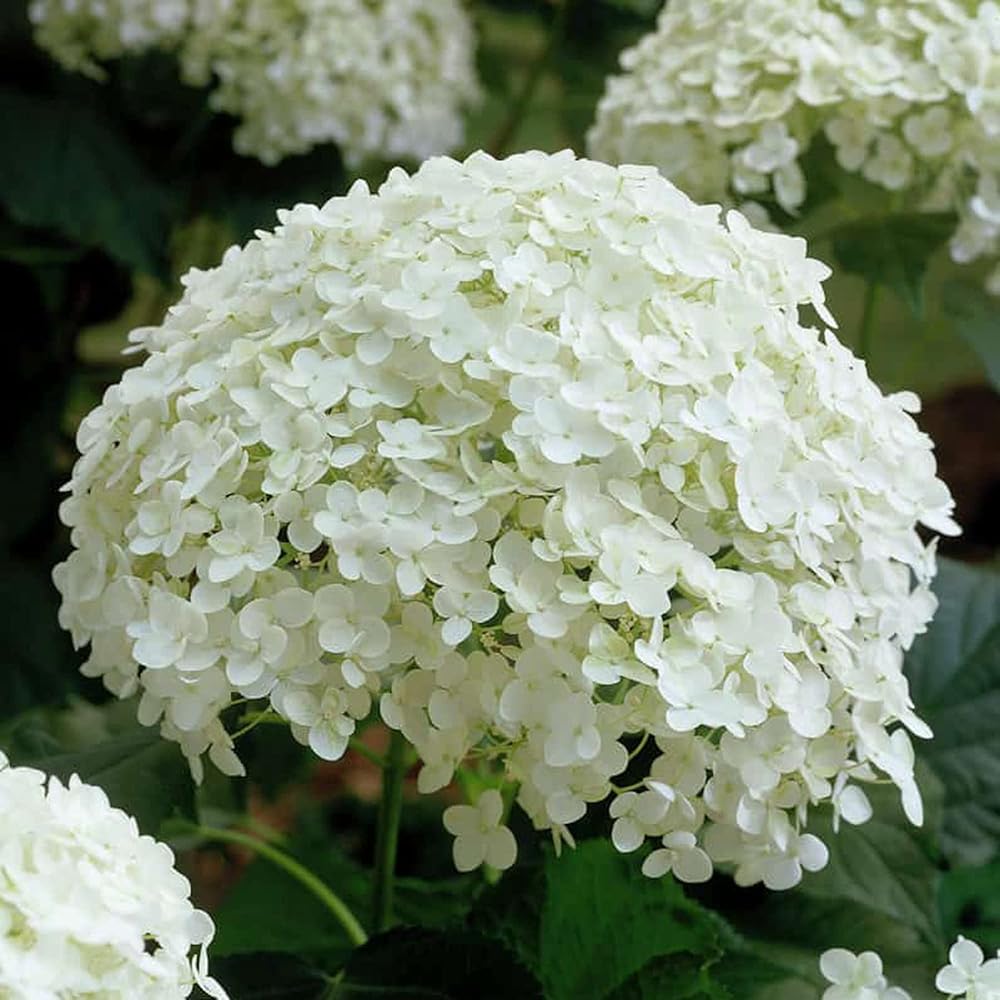 Annabelle Flower seeds for Planting Garden Favorite Heirloom & GMO Free Seeds for Home Garden 
 
 Sale seeds for home garden planting