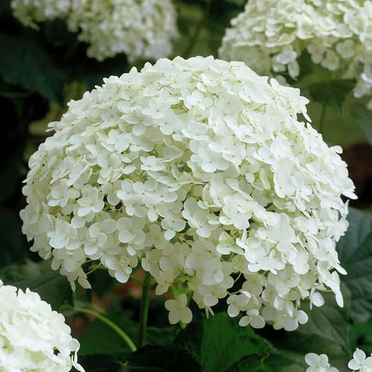 Annabelle Flower seeds for Planting Garden Favorite Heirloom & GMO Free Seeds for Home Garden 
 
 Sale seeds for home garden planting