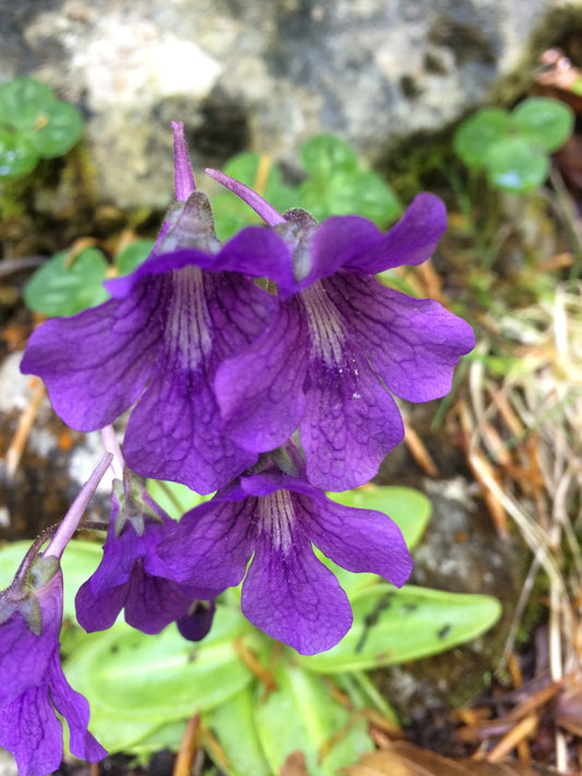 Blue Pinguicula Grandiflora Flower seeds for Planting - Bright Blooms, Heirloom & GMO Free Seeds for Home Garden
 
 Sale seeds for planting in home garden