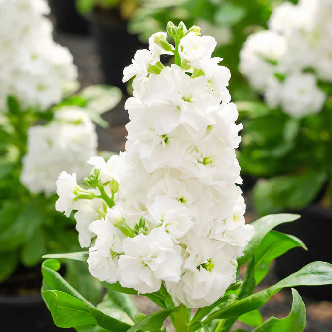 White Matthiola Incana Flower seeds for Planting Wildflower Mix Heirloom & GMO Free Seeds for Home Garden 
 
 Sale seeds for home garden planting