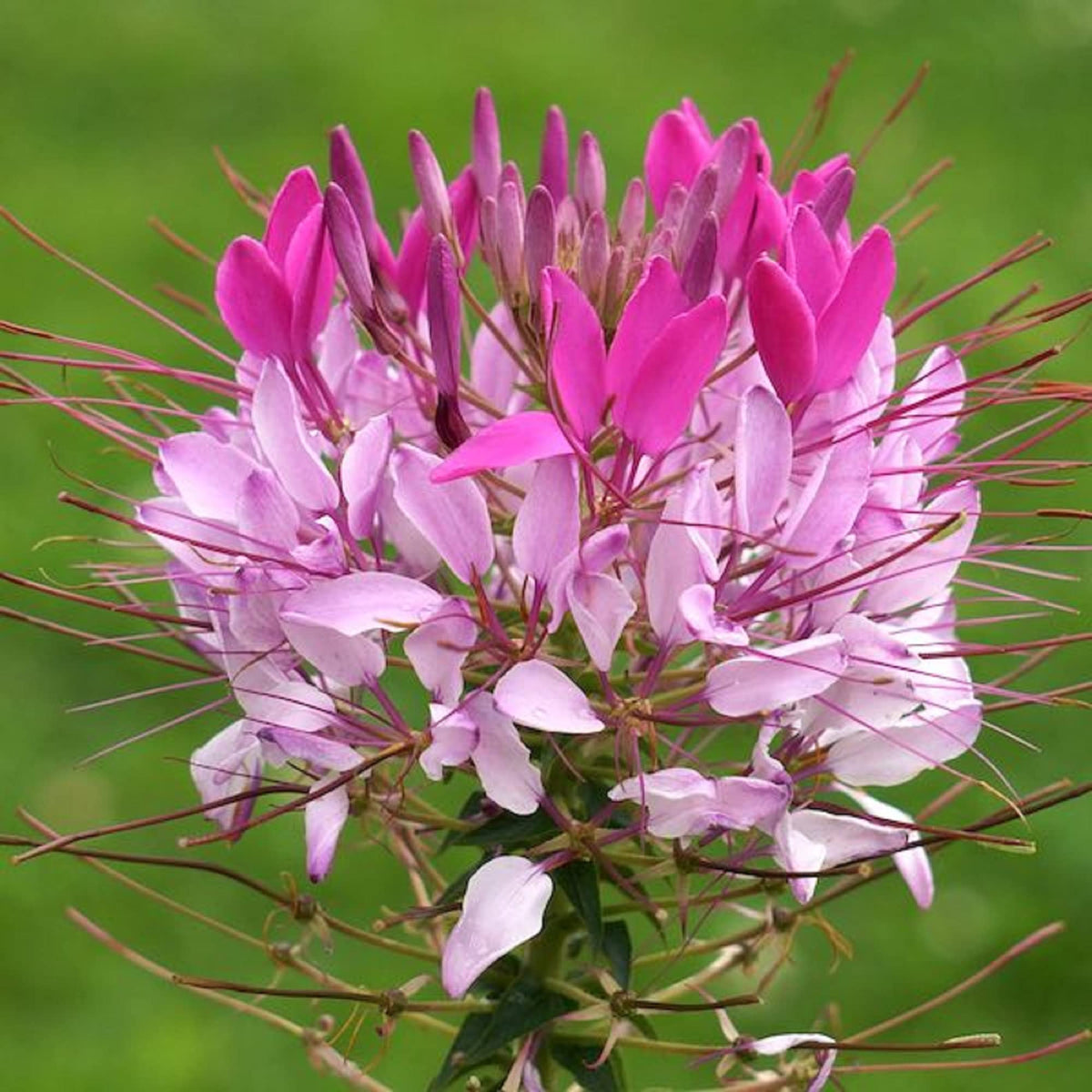 Cleome Flower seeds for Planting Perfect for Borders Heirloom & GMO Free Seeds for Home Garden 
 
 Sale seeds for home garden planting