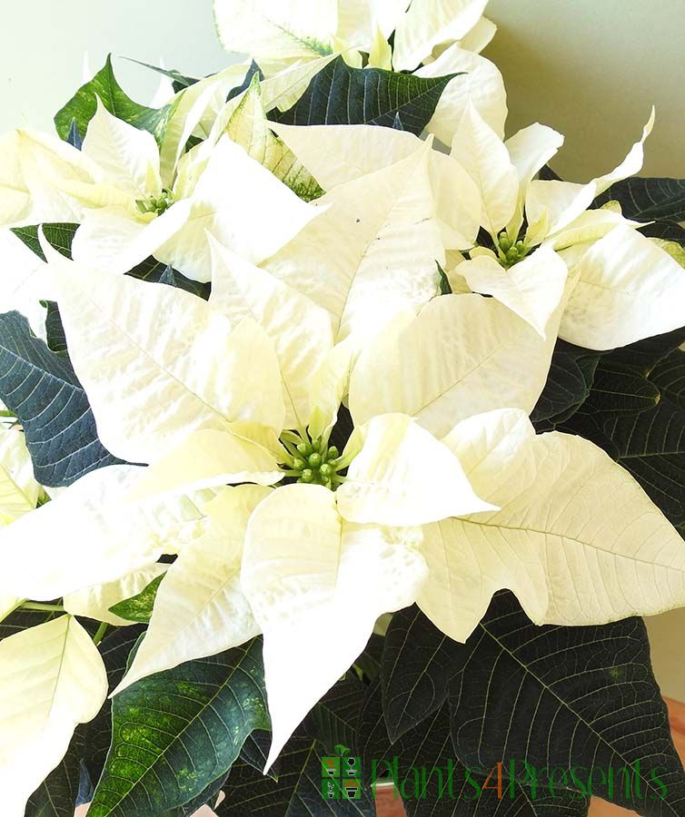 Poinsettia (Poinsettia Flower) seeds for planting in home garden