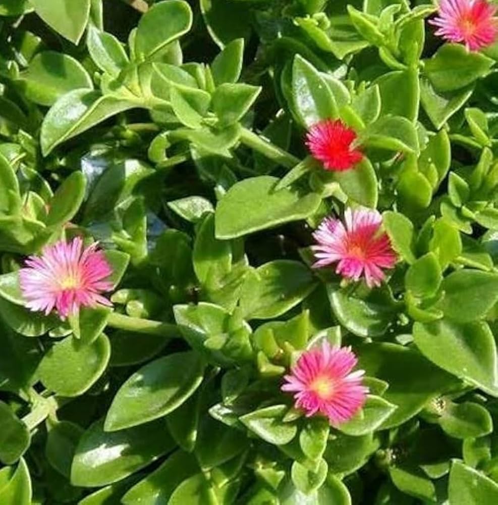 Aptenia Flower seeds for Planting Cottage Garden Essential Heirloom & GMO Free Seeds for Home Garden 
 
 Sale for planting in home garden