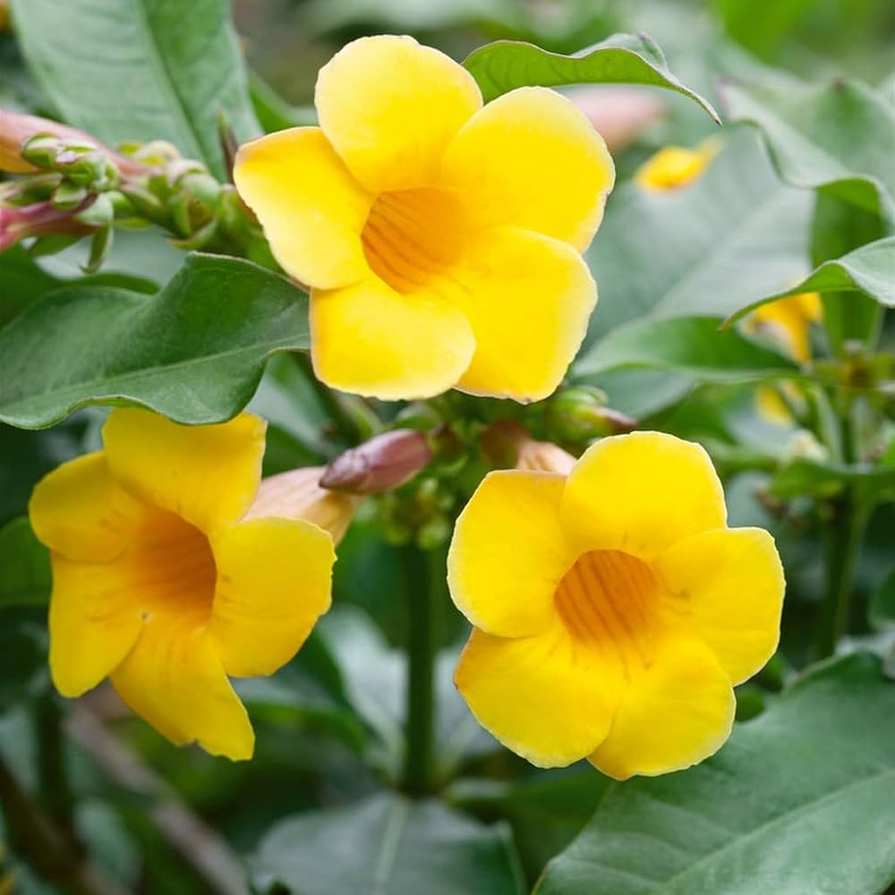 Pentalinon Luteum Flower seeds for Planting Hardy Variety Heirloom & GMO Free Seeds for Home Garden 
 
 Sale for planting in home garden