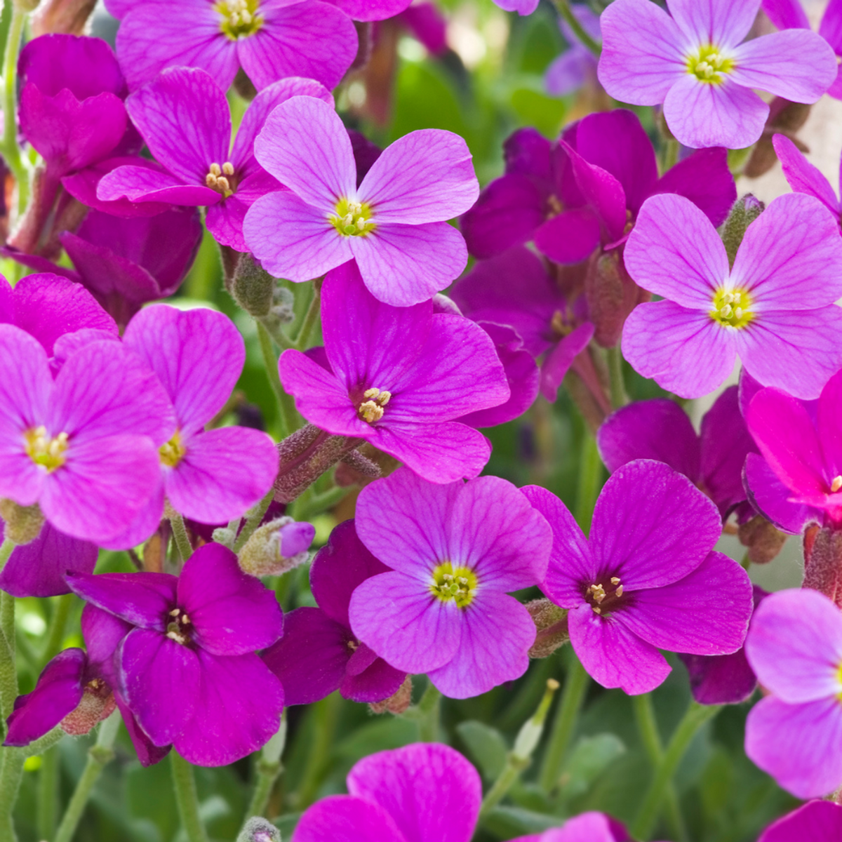 Aubretia Lila Flower seeds for Planting Perfect for Borders Heirloom & GMO Free Seeds for Home Garden 
 
 Sale for planting in home garden