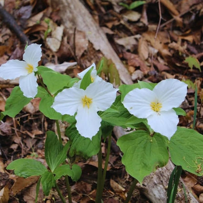 Trillium Flower seeds for Planting Premium Quality Heirloom & GMO Free Seeds for Home Garden 
 
 Sale for planting in home garden