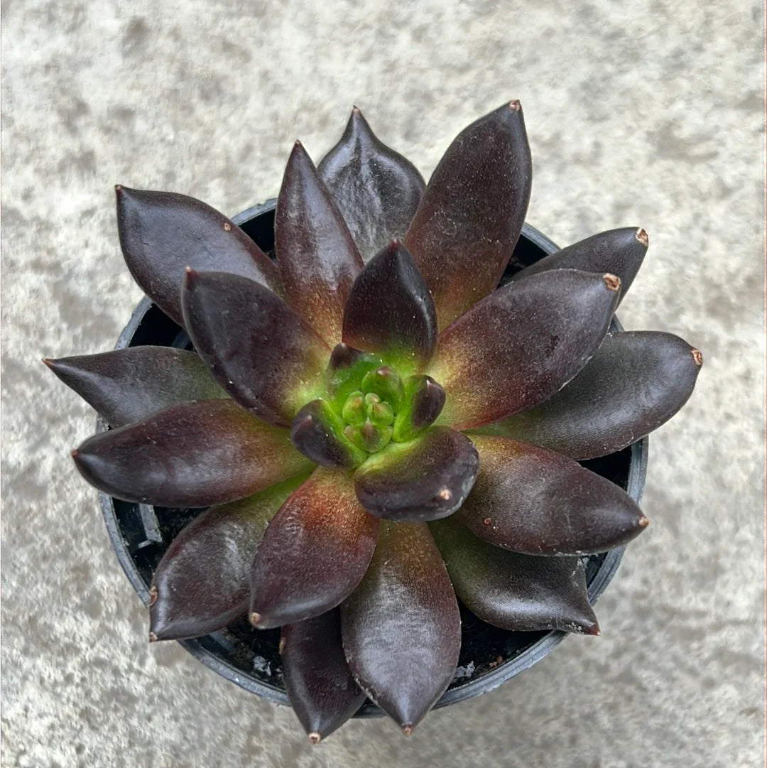 Echeveria Flower seeds for Planting Sun Loving Heirloom & GMO Free Seeds for Home Garden 
 
 Sale for planting in home garden