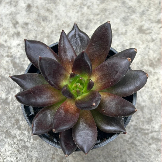 Echeveria Flower seeds for Planting Sun Loving Heirloom & GMO Free Seeds for Home Garden 
 
 Sale for planting in home garden