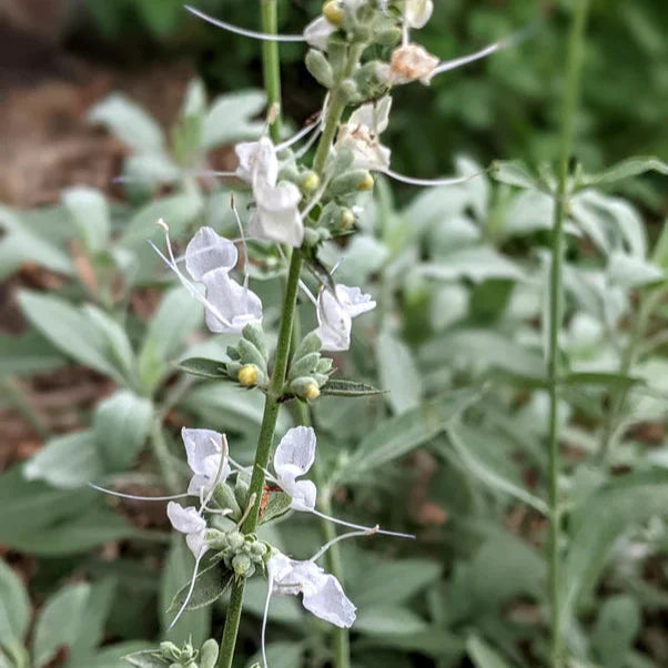 White Sage Flower seeds for Planting Fragrant Blossoms Heirloom & GMO Free Seeds for Home Garden
 
 Sale seeds for home garden planting
