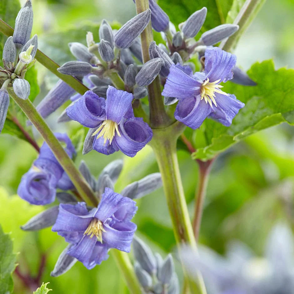Clematis Heracleifolia Flower seeds for Planting Pollinator Friendly Heirloom & GMO Free Seeds for Home Garden 
 
 Sale seeds for home garden planting
