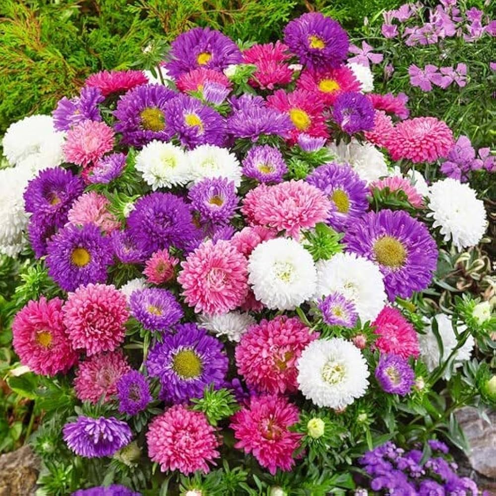 Mix Aster Flower seeds for Planting - Fragrant Blossoms, Heirloom & GMO Free Seeds for Home Garden
 
 Sale seeds for planting in home garden