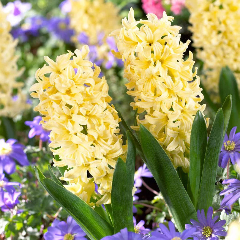 Light Yellow Hyacinth Flower seeds for Planting Colorful Display Heirloom & GMO Free Seeds for Home Garden 
 
 Sale seeds for home garden planting