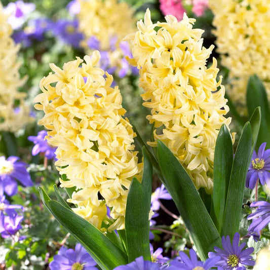 Light Yellow Hyacinth Flower seeds for Planting Colorful Display Heirloom & GMO Free Seeds for Home Garden 
 
 Sale seeds for home garden planting