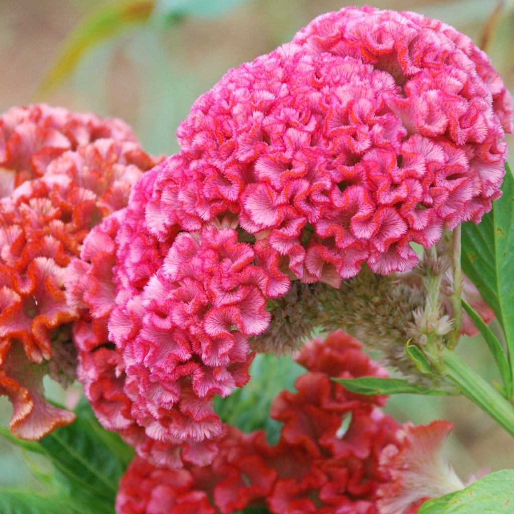 Cristata Flower seeds for Planting Garden Favorite Heirloom & GMO Free Seeds for Home Garden 
 
 Sale seeds for home garden planting