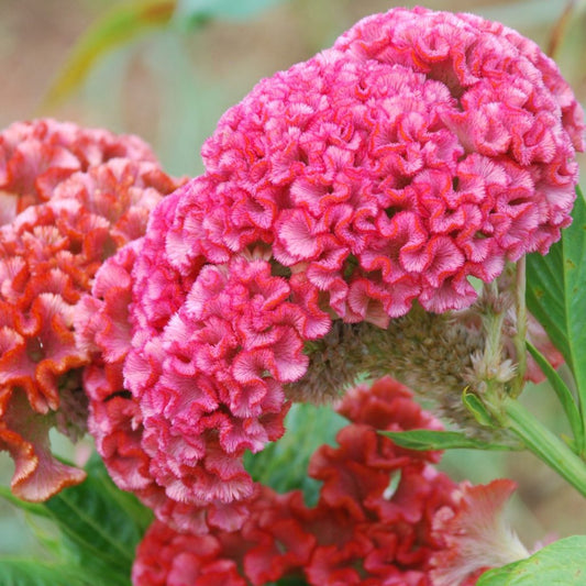 Cristata Flower seeds for Planting Garden Favorite Heirloom & GMO Free Seeds for Home Garden 
 
 Sale seeds for home garden planting