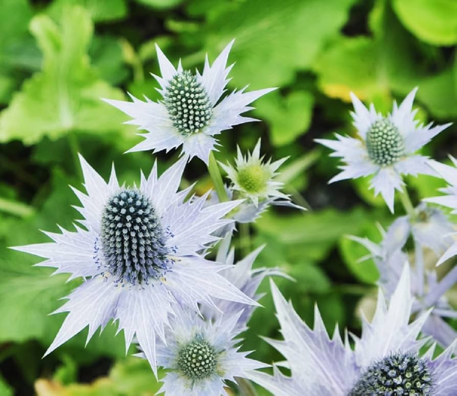 Silver Holly Flower seeds for Planting Hardy Variety Heirloom & GMO Free Seeds for Home Garden 
 
 Sale seeds for home garden planting