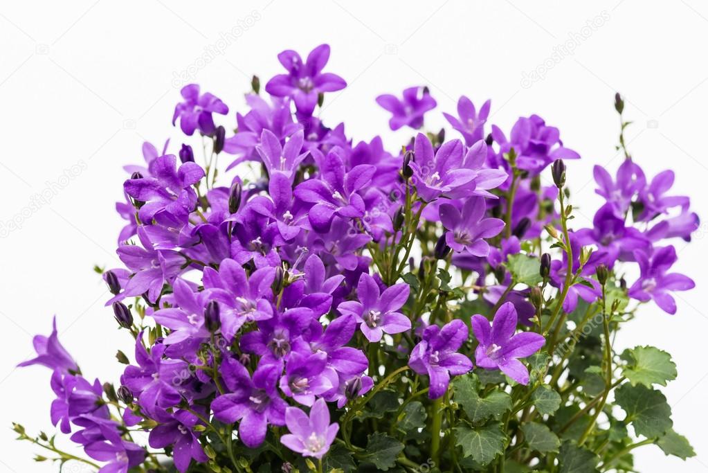 PurplebPortenschlagiana Flower seeds for Planting - Pollinator Friendly, Heirloom & GMO Free Seeds for Home Garden
 
 Sale seeds for planting in home garden