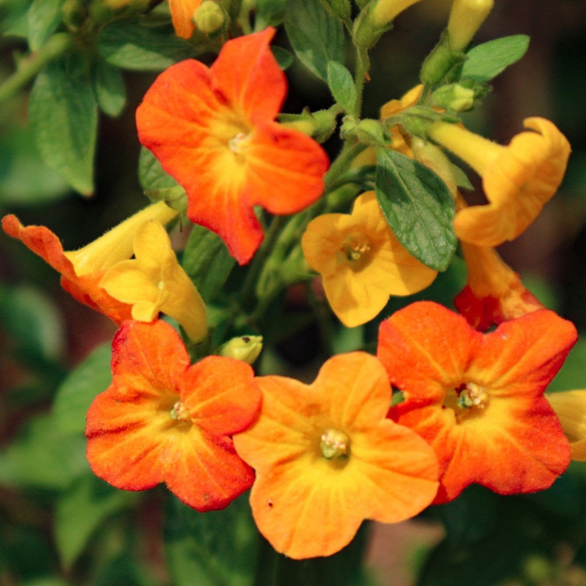 Streptosolen Flower seeds for Planting Wildflower Mix Heirloom & GMO Free Seeds for Home Garden 
 
 Sale for planting in home garden