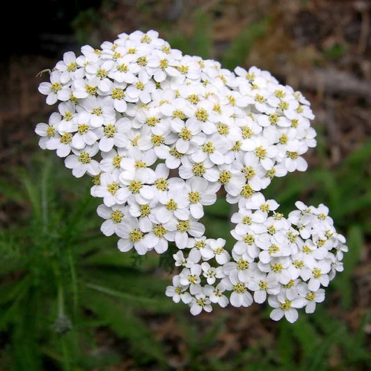 White Yarrow Flower seeds for Planting Cut Flower Favorite Heirloom & GMO Free Seeds for Home Garden 
 
 Sale seeds for home garden planting