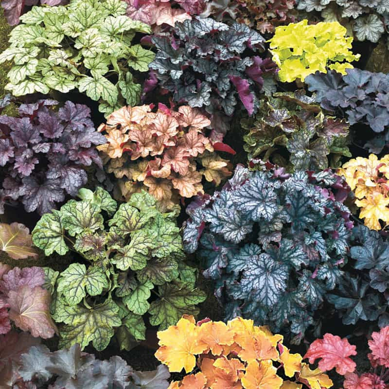 Mix Heuchera Champagne Flower seeds for Planting Pollinator Friendly Heirloom & GMO Free Seeds for Home Garden 
 
 Sale seeds for home garden planting