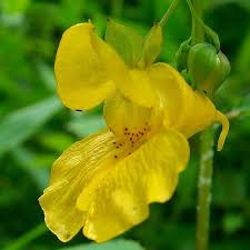 Yellow Impatiens Flower seeds for Planting - Cut Flower Favorite, Heirloom & GMO Free Seeds for Home Garden
 
 Sale seeds for planting in home garden