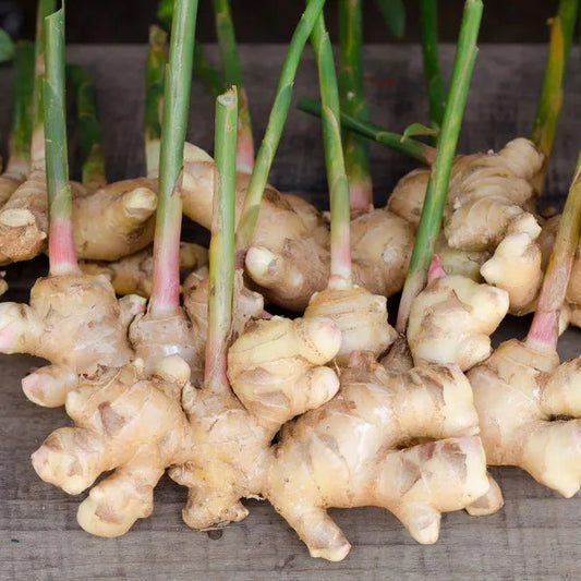 Brown Ginger Flower seeds for Planting Garden Favorite Heirloom & GMO Free Seeds for Home Garden 
 
 Sale seeds for home garden planting